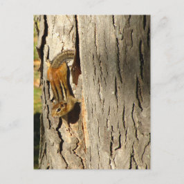 Chipmunk im Herbst Postkarte