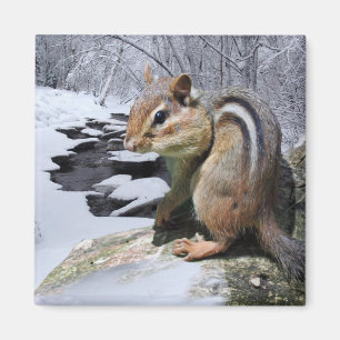 Chipmunk im Schnee Magnet