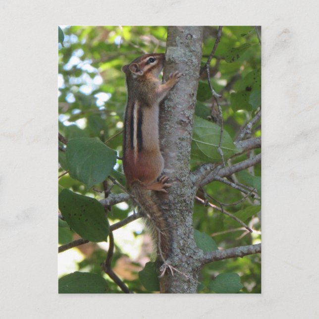 Chipmunk im Wald Postkarte (Vorderseite)