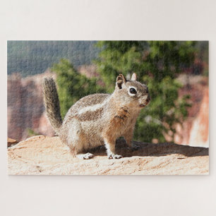 Chipmunk in Bryce Canyon