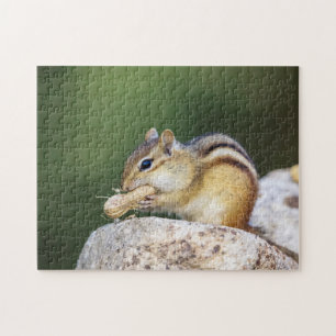 Chipmunk in den Adirondacks