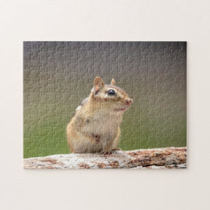 Chipmunk in den Adirondacks
