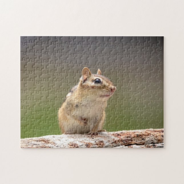 Chipmunk in den Adirondacks (Horizontal)