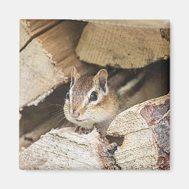 Chipmunk in einem Holzstapel Magnet