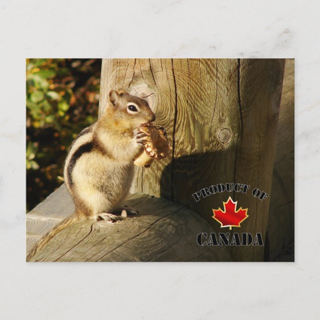 Chipmunk isst Pilze Postkarte (Vorderseite)