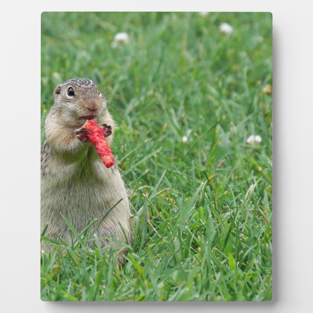 Chipmunk.JPG Fotoplatte (Vorderseite)