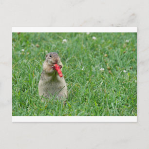 Chipmunk.JPG Postkarte