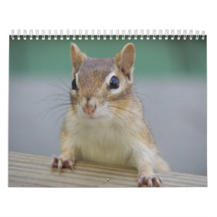 Chipmunk-Kalender Kalender