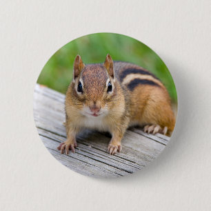 Chipmunk-Knopf Button