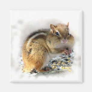Chipmunk Magnet