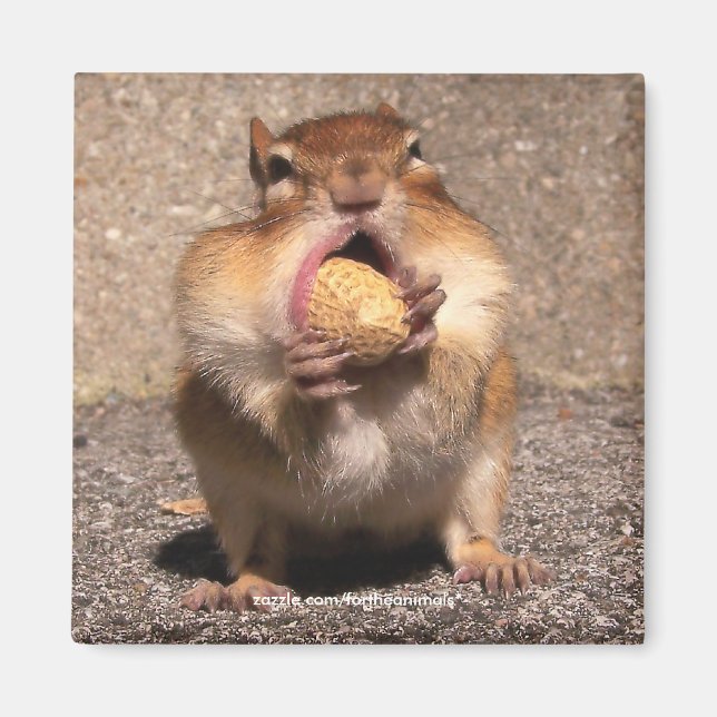 Chipmunk - Magnet (Devant)