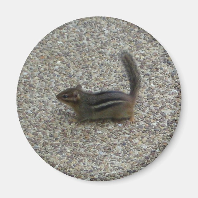 Chipmunk Magnet (Vorne)