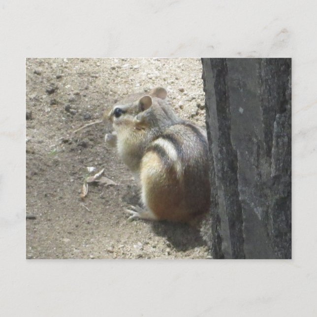 Chipmunk Midland Ontario Postkarte (Vorderseite)