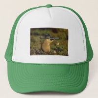 Chipmunk mit einem Gewehr