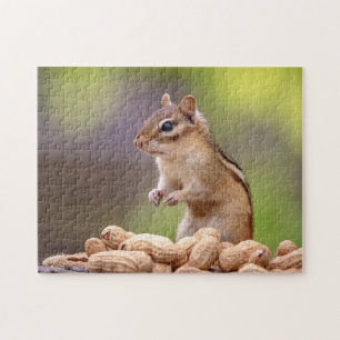 Chipmunk mit Erdnüssen