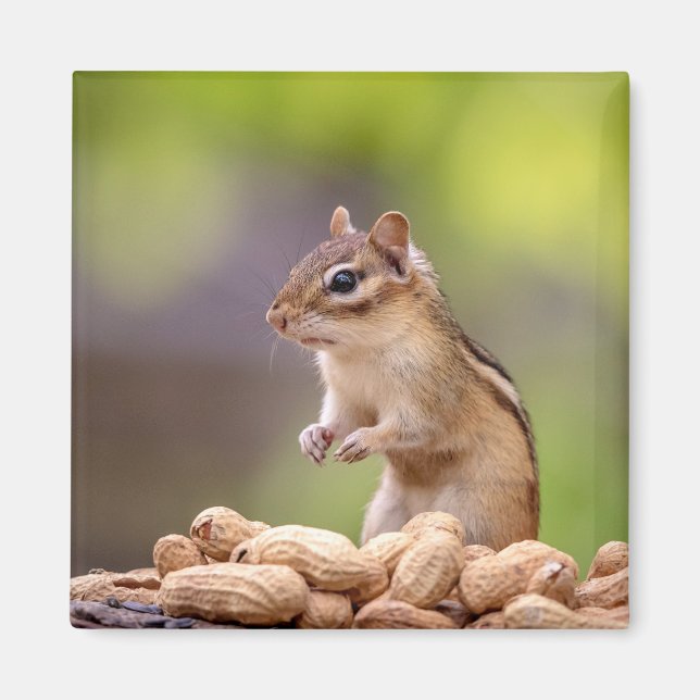 Chipmunk mit Erdnüssen Magnet (Vorne)