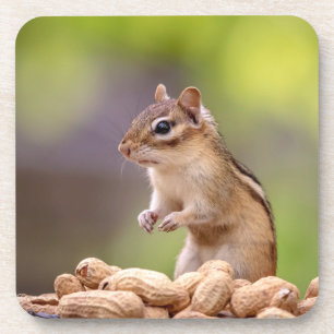 Chipmunk mit Erdnüssen Untersetzer