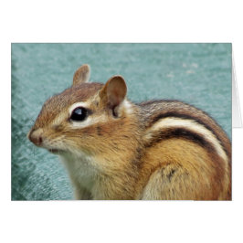 Chipmunk Nah up