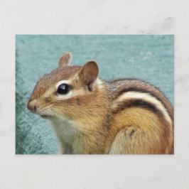 Chipmunk Nah up Postkarte