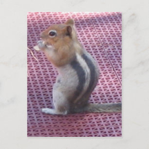 Chipmunk Postkarte