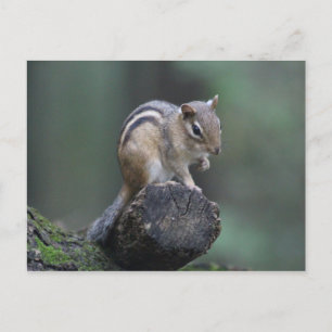 Chipmunk Postkarte