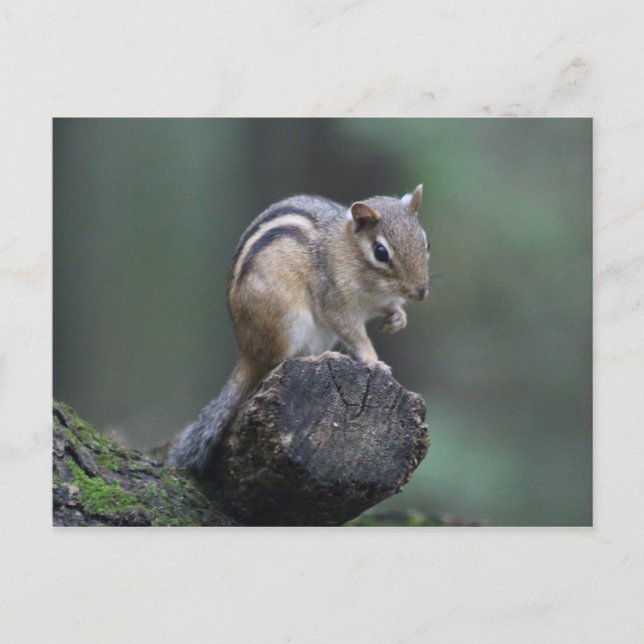 Chipmunk Postkarte (Vorderseite)