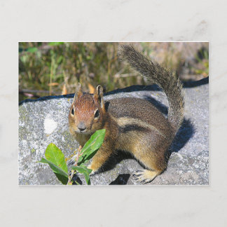 Chipmunk Postkarte