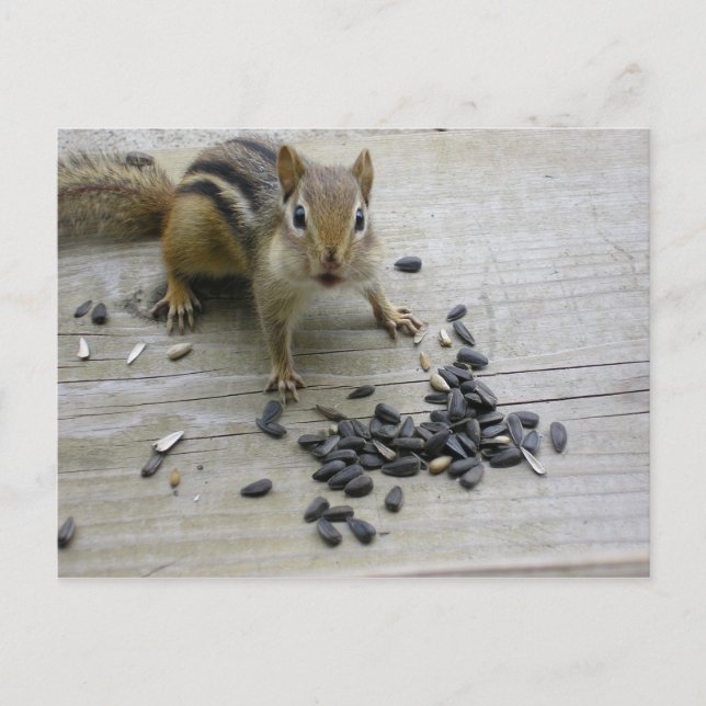 Chipmunk Postkarte (Vorderseite)
