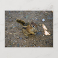 Chipmunk