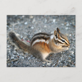 Chipmunk Postkarte