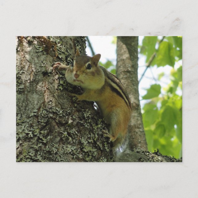 Chipmunk Postkarte (Vorderseite)