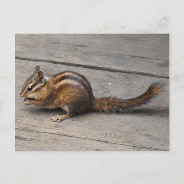 Chipmunk-Postkarte Postkarte (Vorderseite)