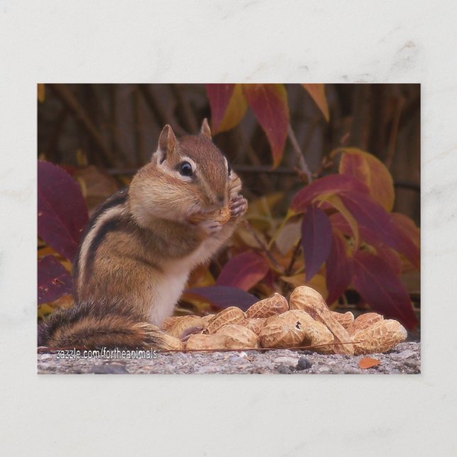 Chipmunk-Postkarte Postkarte (Vorderseite)