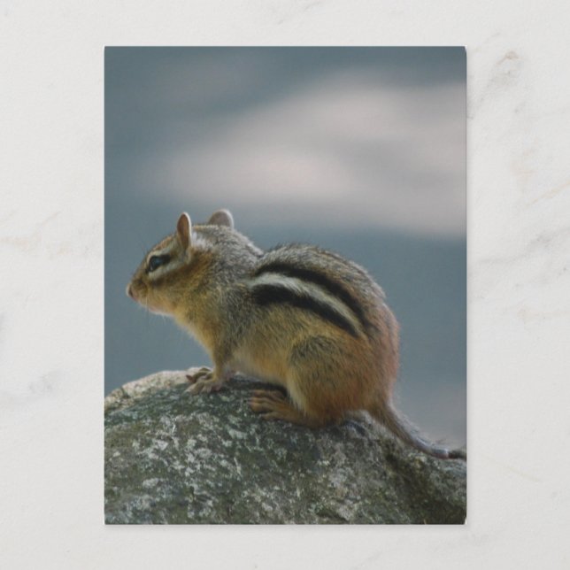 Chipmunk-Postkarte Postkarte (Vorderseite)