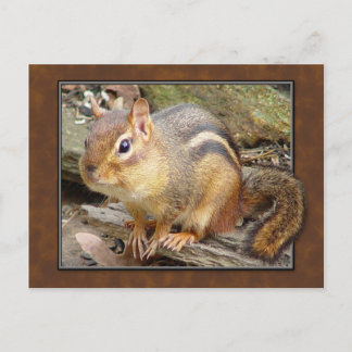Chipmunk-Postkarte Postkarte