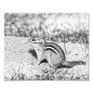 Chipmunk Sketch Fotodruck