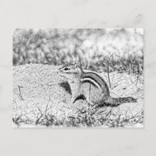 Chipmunk Sketch Postkarte