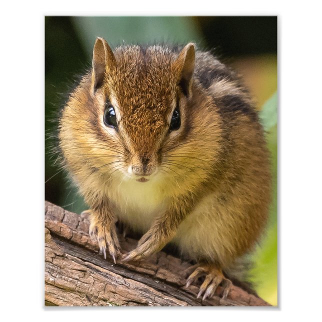 Chipmunk Stare Fotodruck (Vorne)