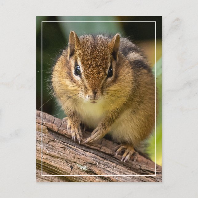 Chipmunk Stare Postkarte (Vorderseite)