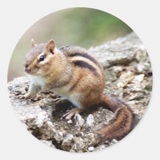 Chipmunk-Stickers Runder Aufkleber