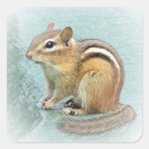 Chipmunk-Streifen Quadratischer Aufkleber