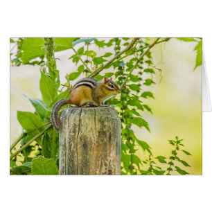 Chipmunk sur un poteau de clôture