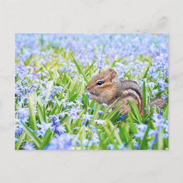 Chipmunk und Blue Spring Flowers Postkarte (Vorderseite)