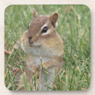 Chipmunk-Untersetzer Getränkeuntersetzer