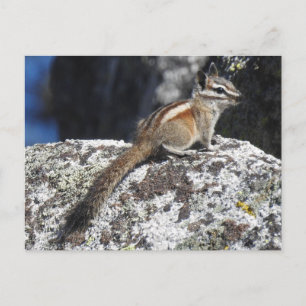 Chipmunk, wild lebende Tiere, Postkarte