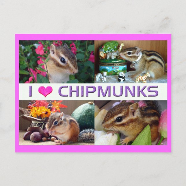 Chipmunks pohto postkarte (Vorderseite)