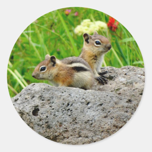Chipmunks und Wildblumen Runder Aufkleber (Vorderseite)