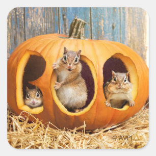 Chipmunkte Inside Boo Jack-o-Lantern Quadratischer Aufkleber