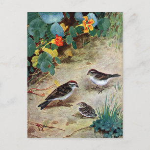 Chipping Sparrow Family and Nasturtiums Postkarte