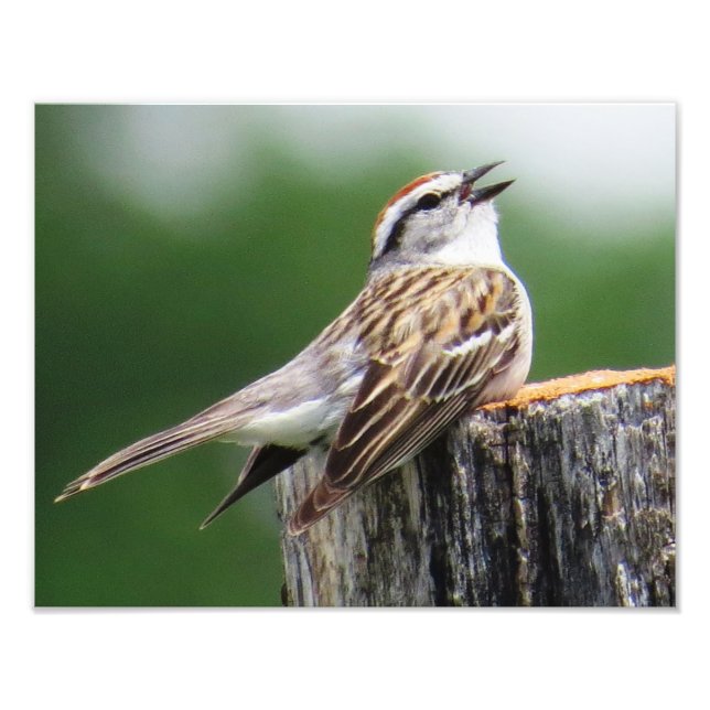Chipping Sparrow Fotodruck (Vorne)